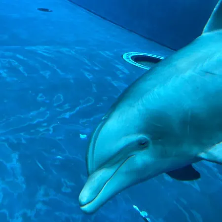 Il Molo Apartamento *